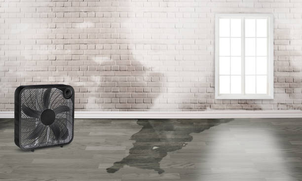 Best 24/7 water damage repair  in Mounds View, MN